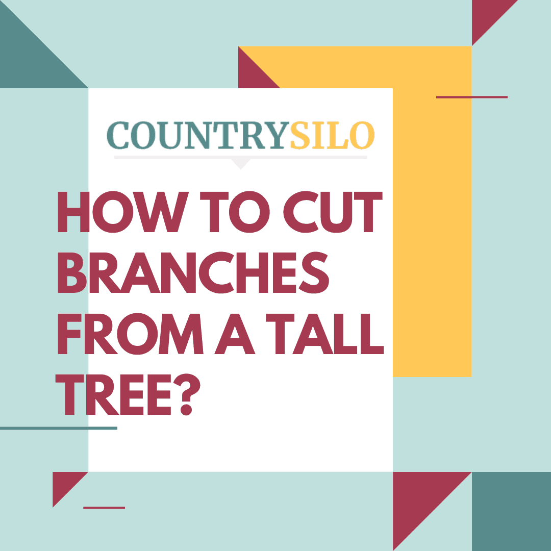 How to Cut Branches from a Tall Tree? [Your Quick Guide]